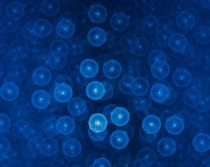 Nanotoxicology cells