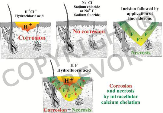 Explanation of the hydrofluoric acid action on corrosion and necrosis